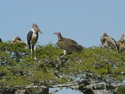 Seronera_and_Lobo2003-007